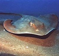 Hand Feeding Stingrays in Tenerife with Los Gigantes Diving Centre